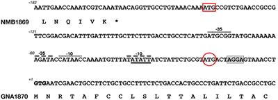 The Development of a Vaccine Against Meningococcus B Using Reverse Vaccinology